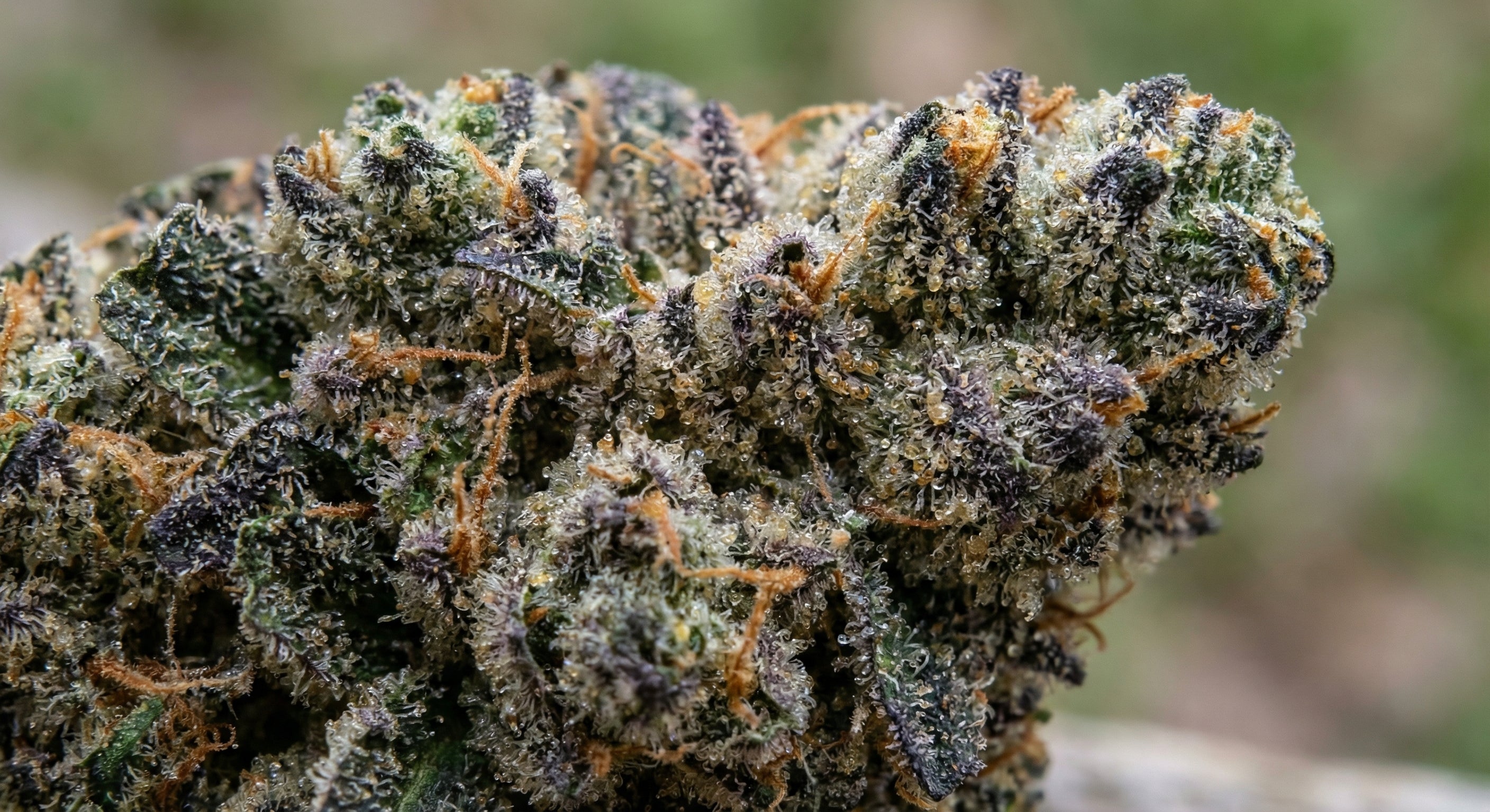 Terpenes & THCA: What They Are and Why They Matter in Cannabis – Sonic Bloom