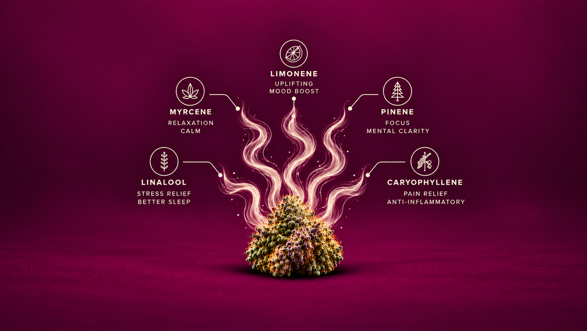 BUY THCA FLOWER ONLINE TERPENE QUICK SONIC BLOOM DISPENSARY STATESVILLE NC
