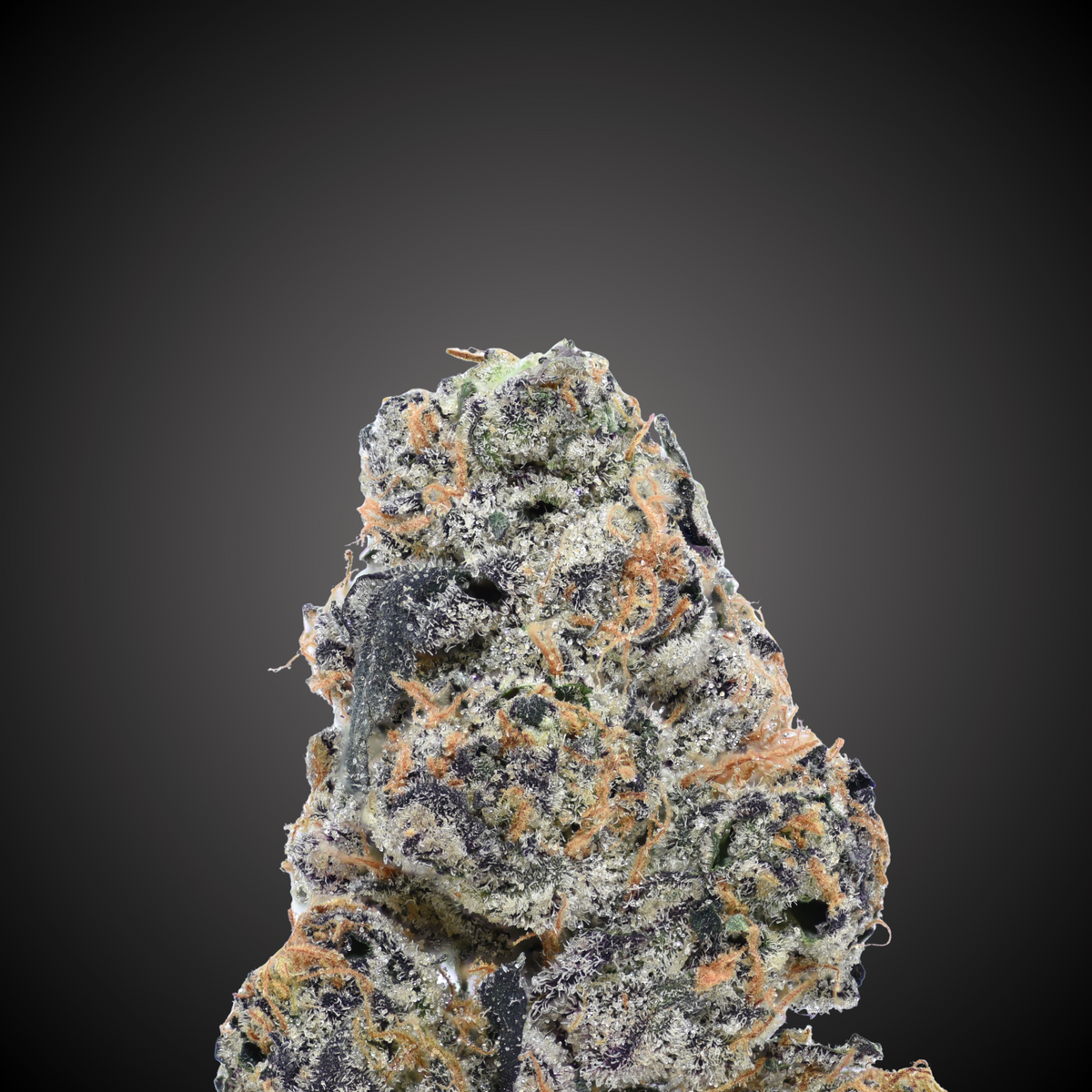 Black Zebra THCA Flower